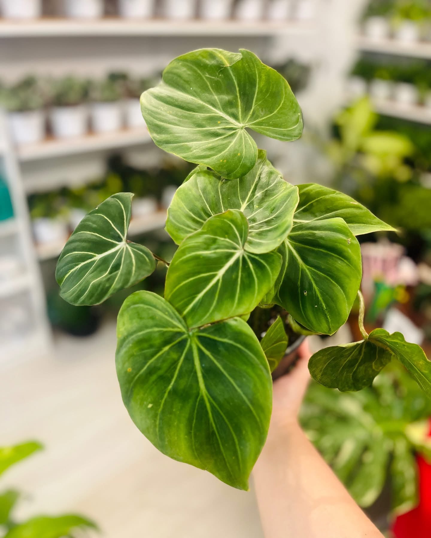 Philodendron Gloriosum