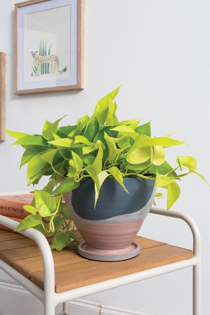 Modera Pot