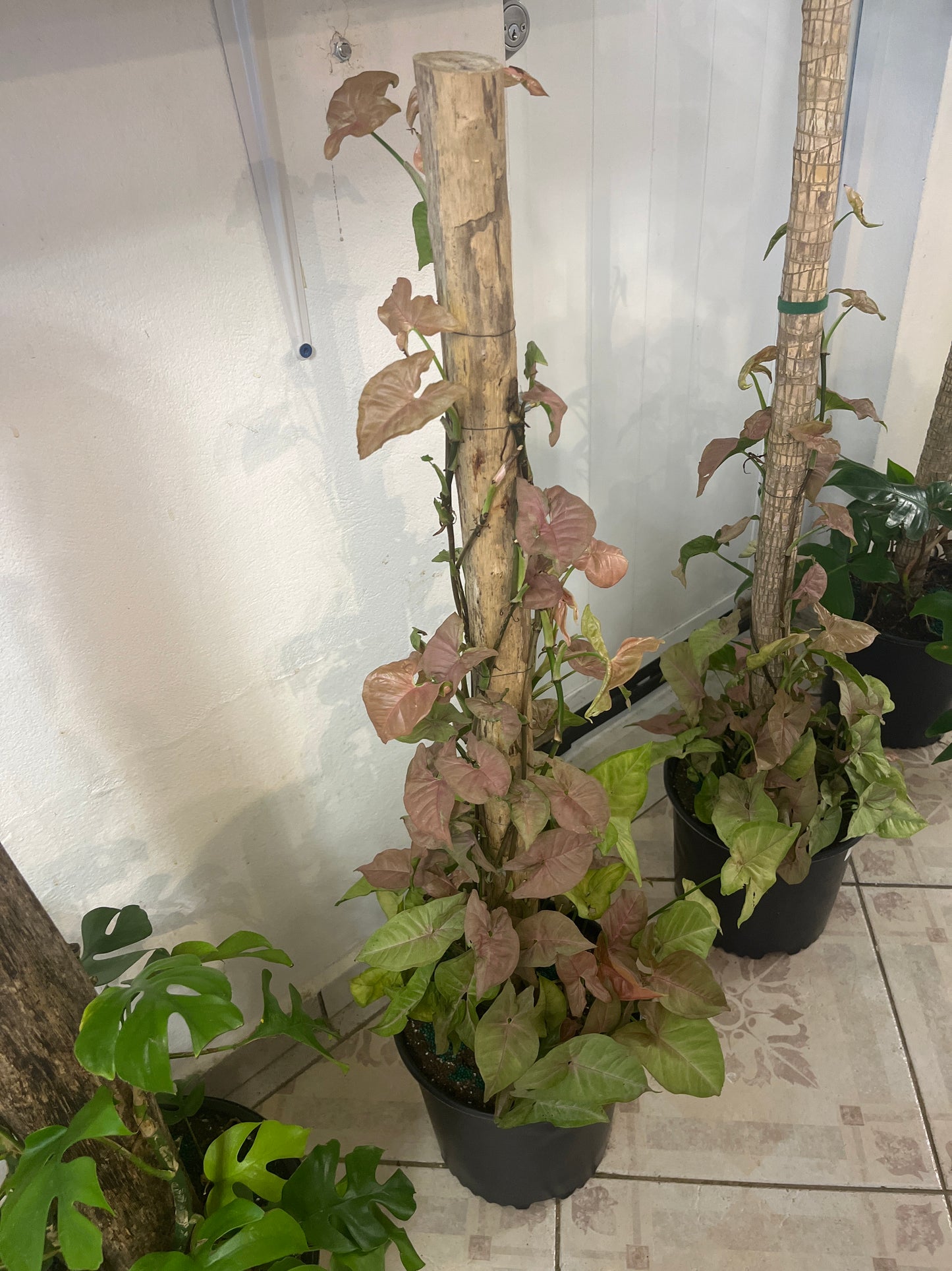 Tronco con Syngonium Rosado 2g