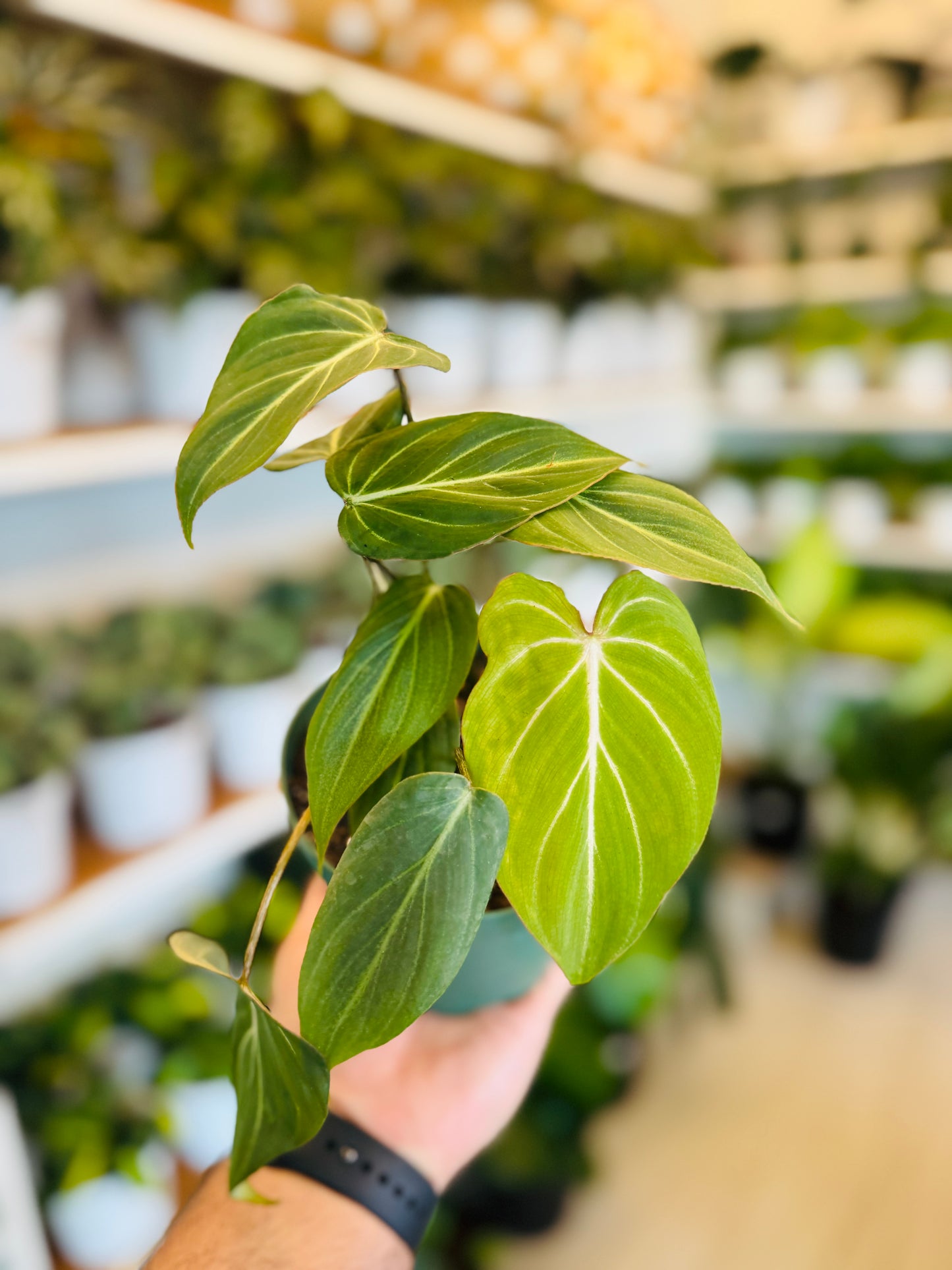 Philodendron Gloriosum