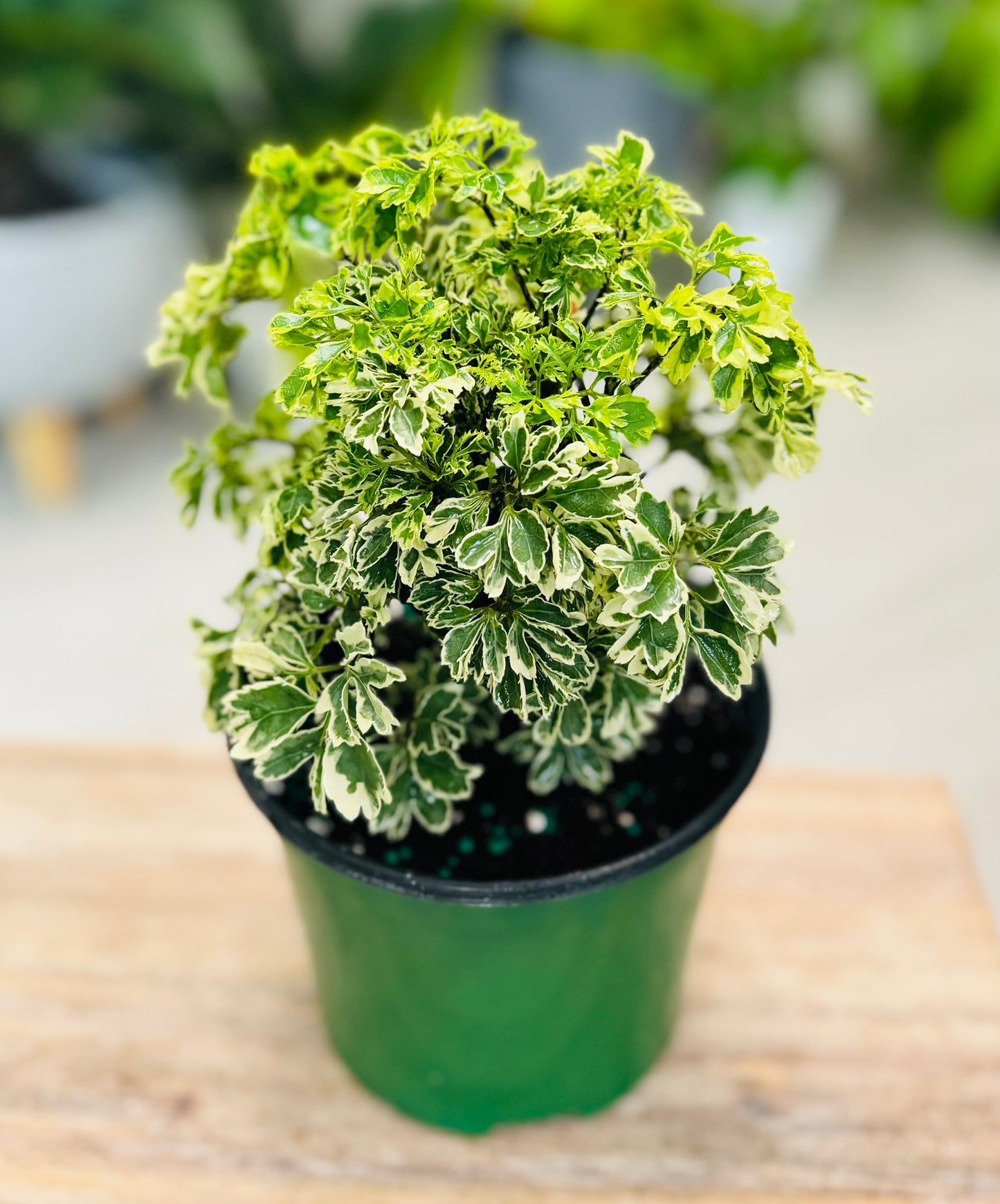 Aralia Variegada 4”