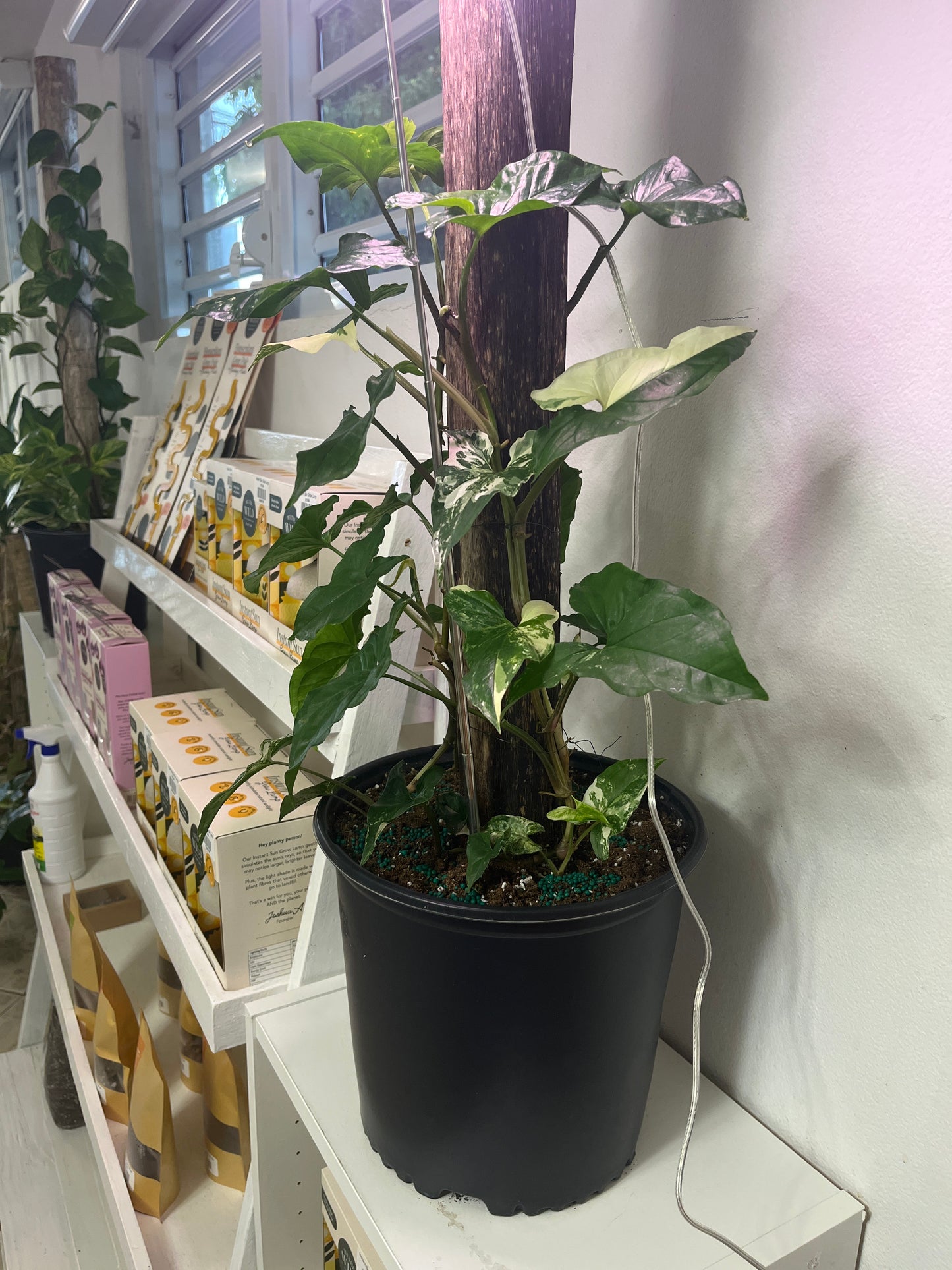 Tronco con Syngonium Albo 2g