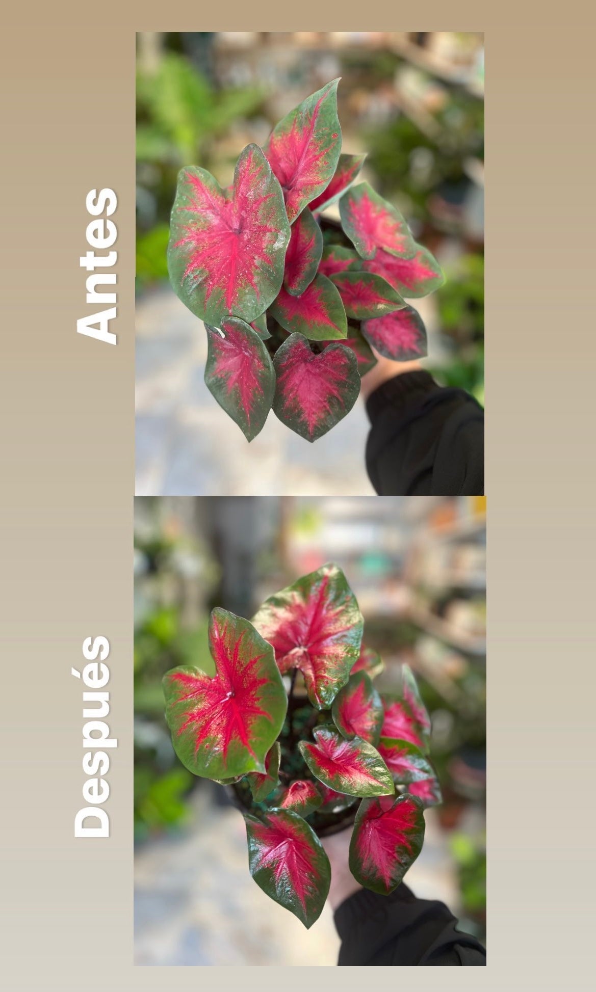 Reluce - Leaf Care Spray
