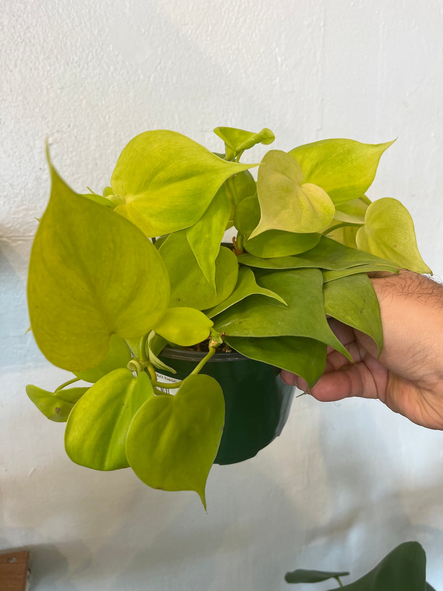 Philodendron Brasil Neón 6”