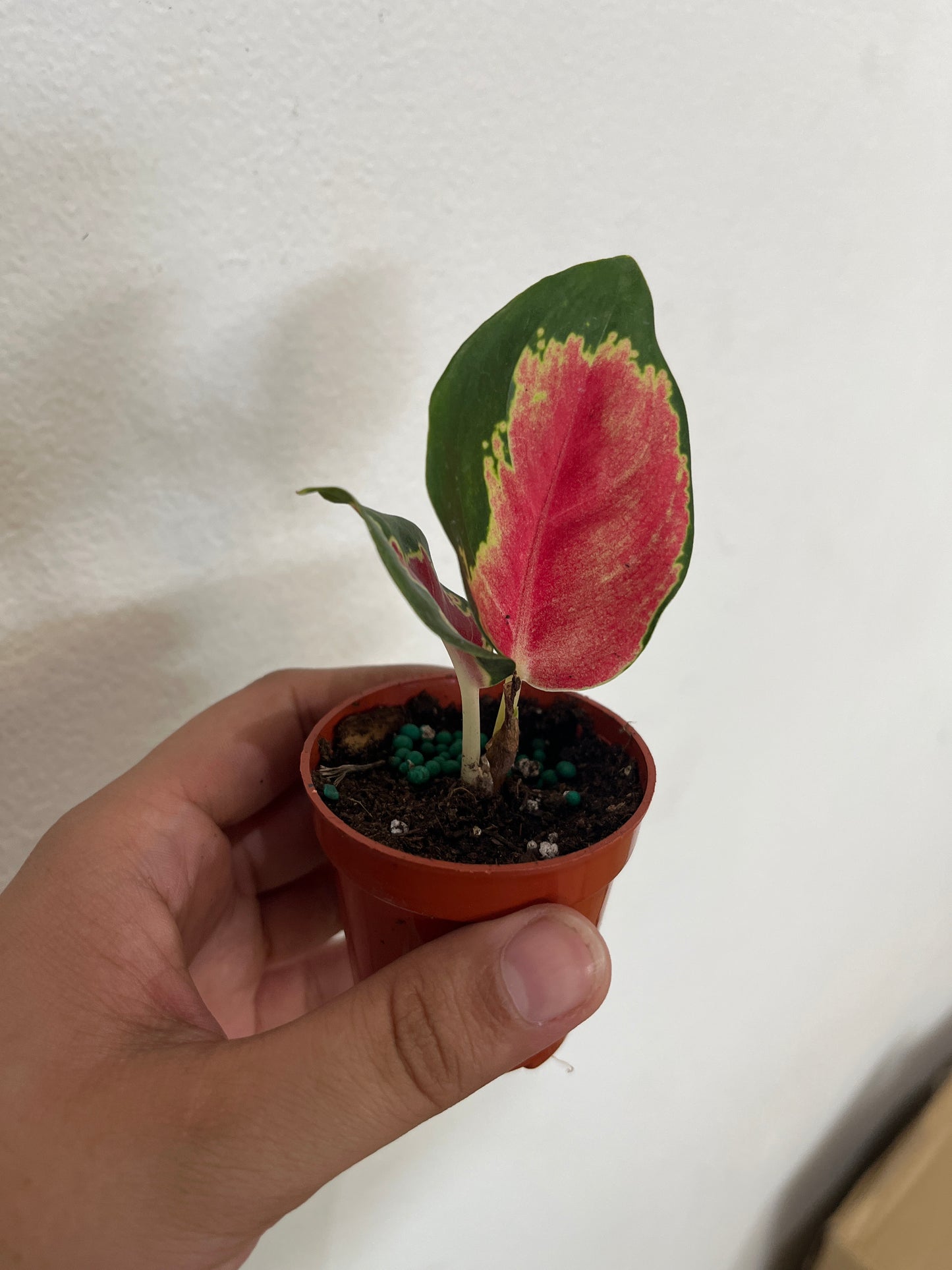 Aglaonema Pink Glow 2”