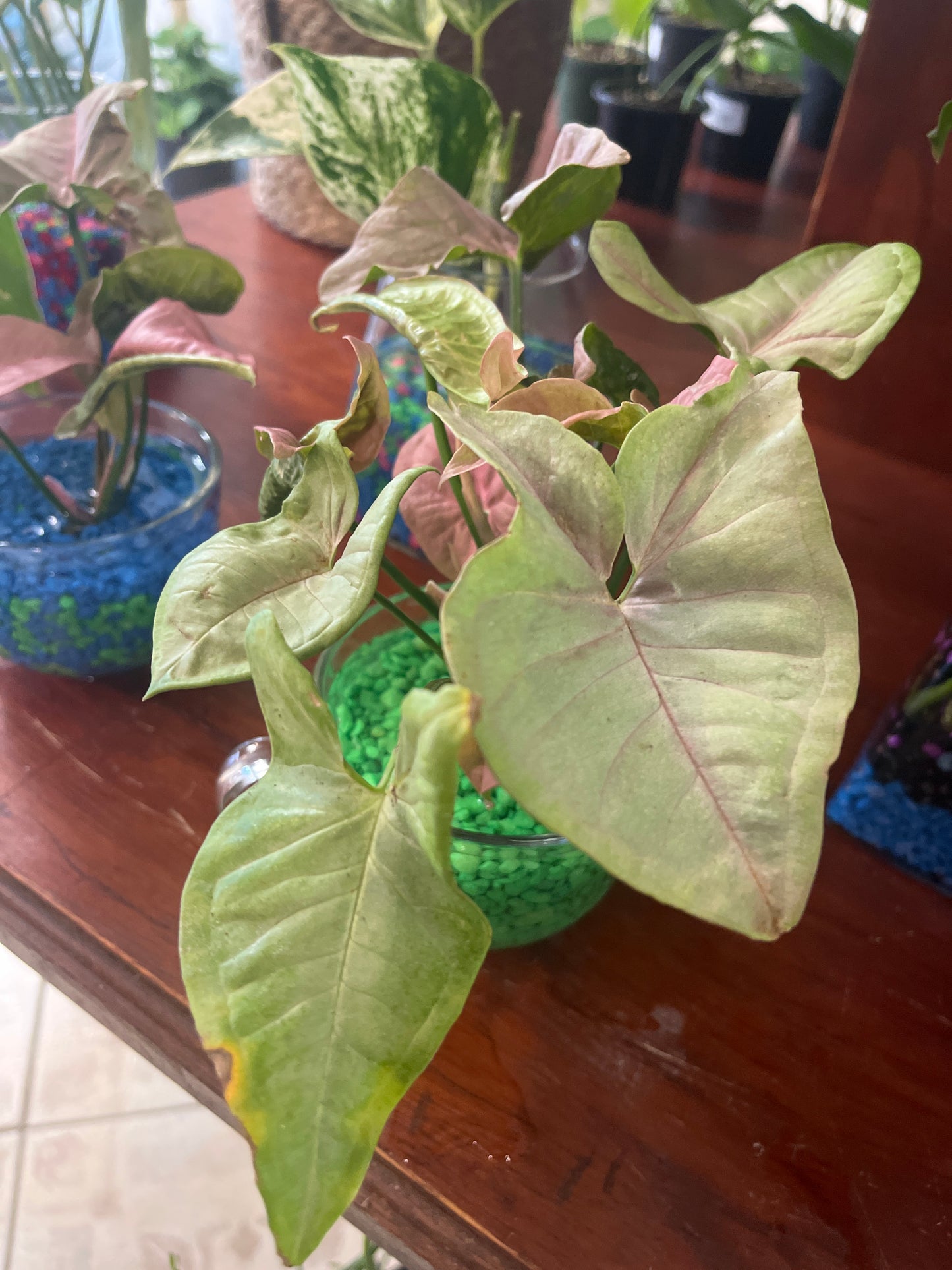 Syngonium Rosa Envase