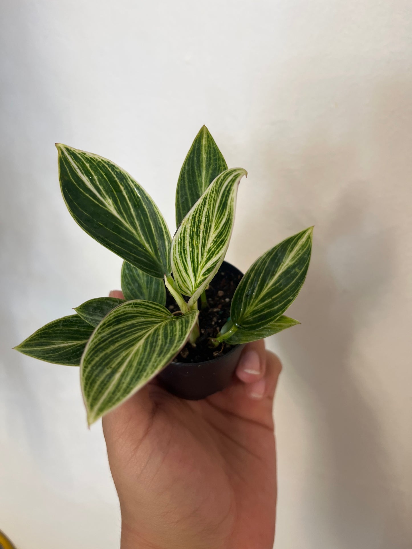 Philodendron Birkin 2”