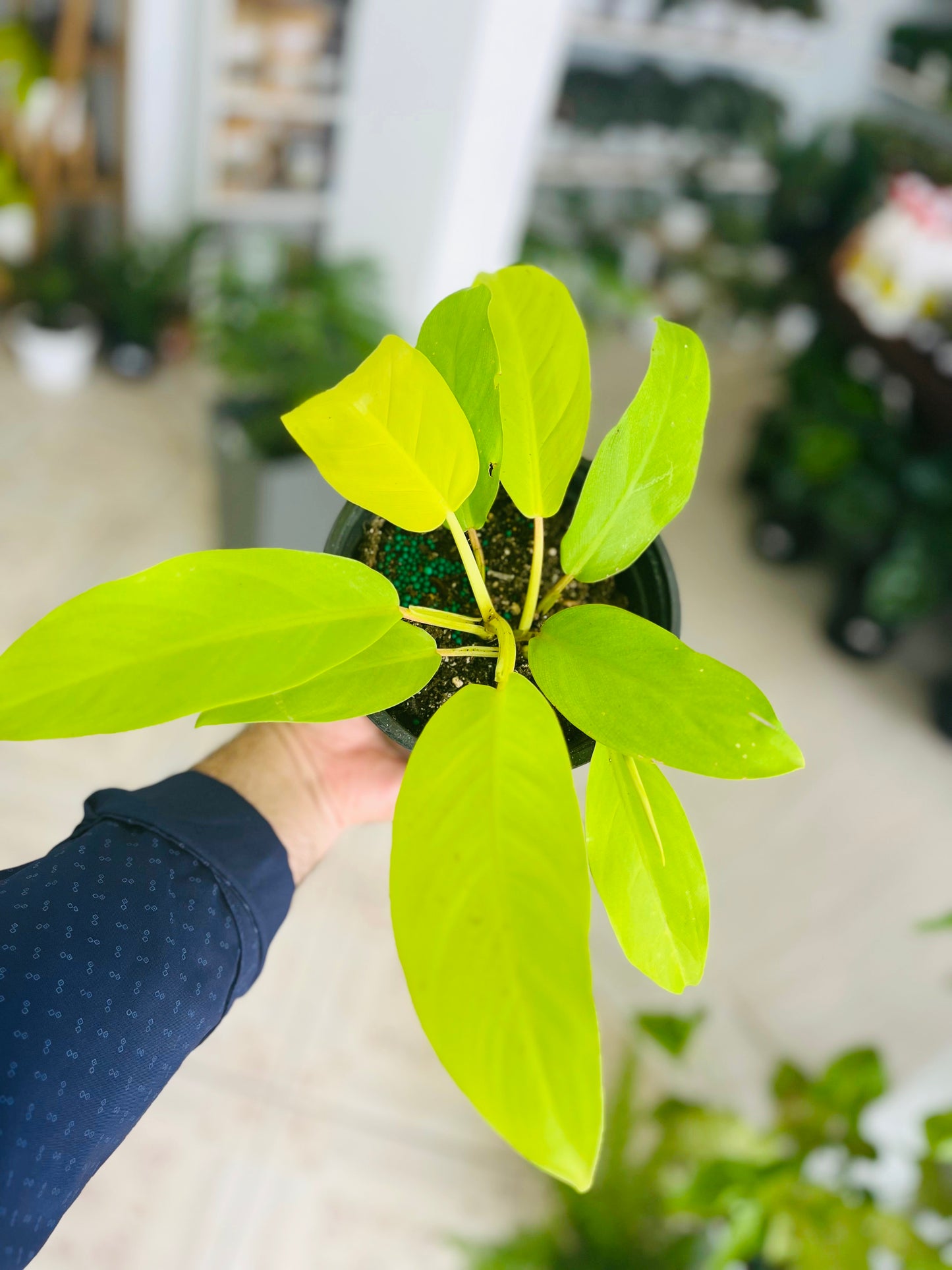 Philodendron Lemon Lime 5”