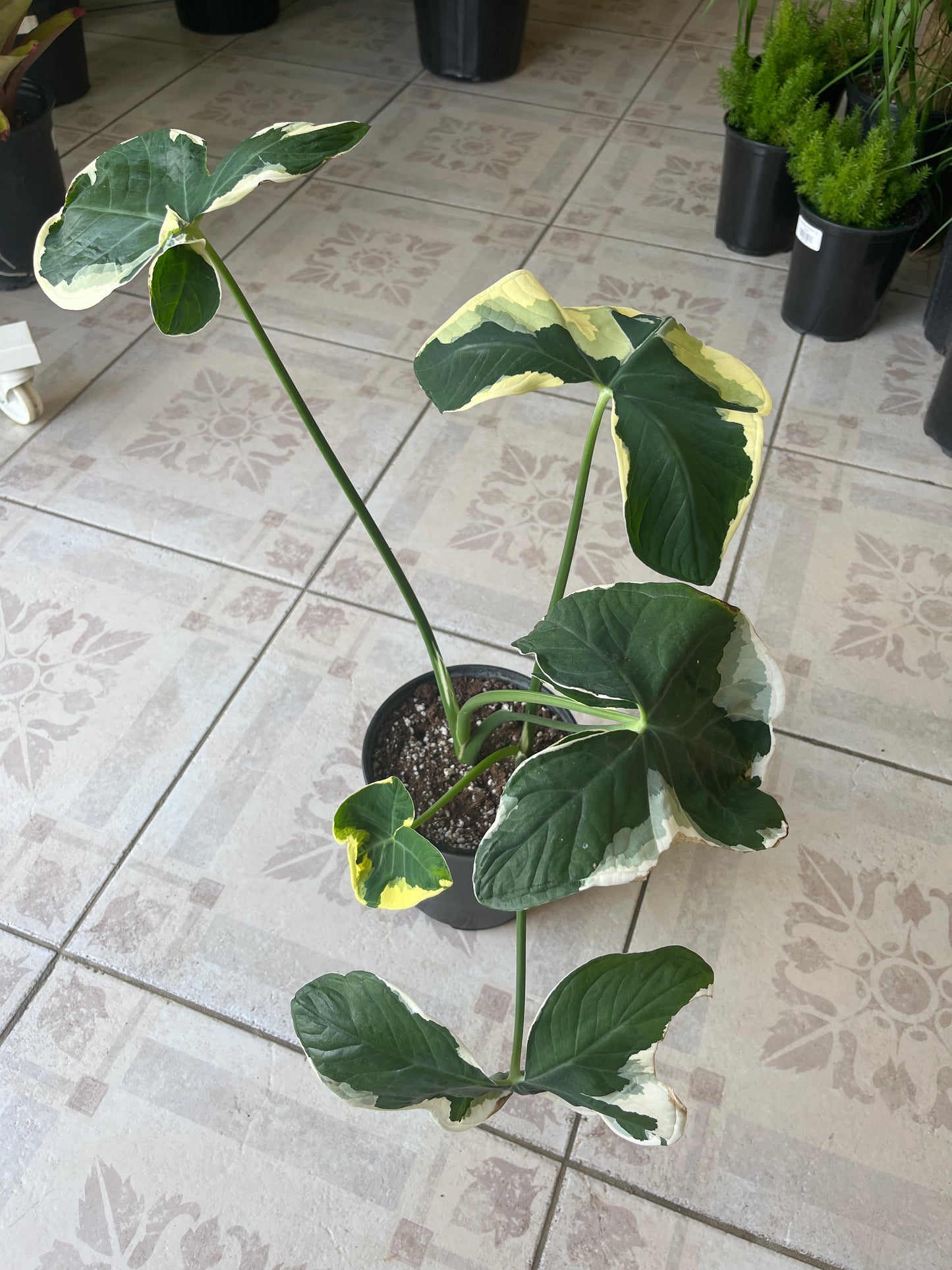 Alocasia Mickey Mouse 1g
