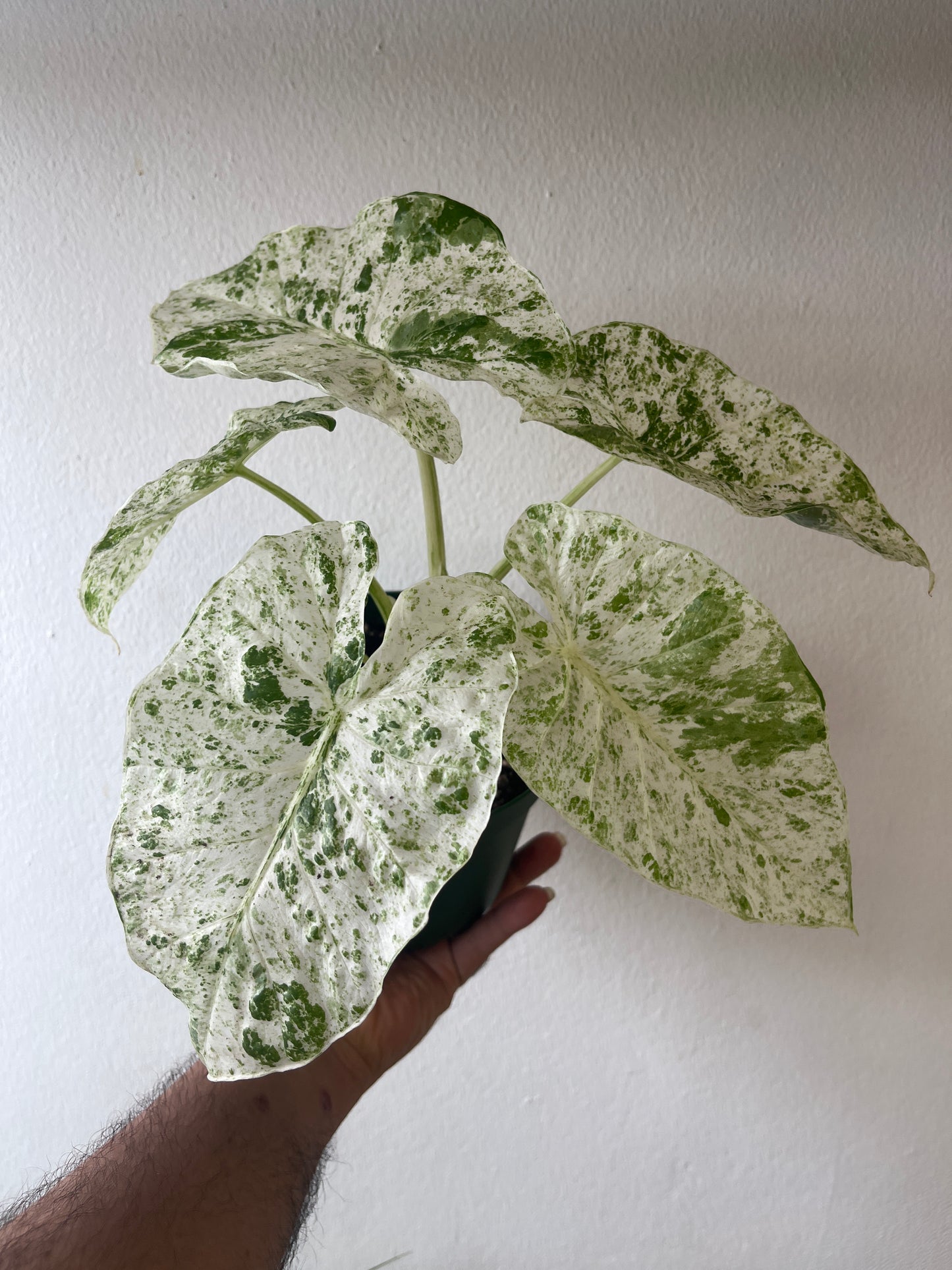 Alocasia Odora Batik Variegada 6”