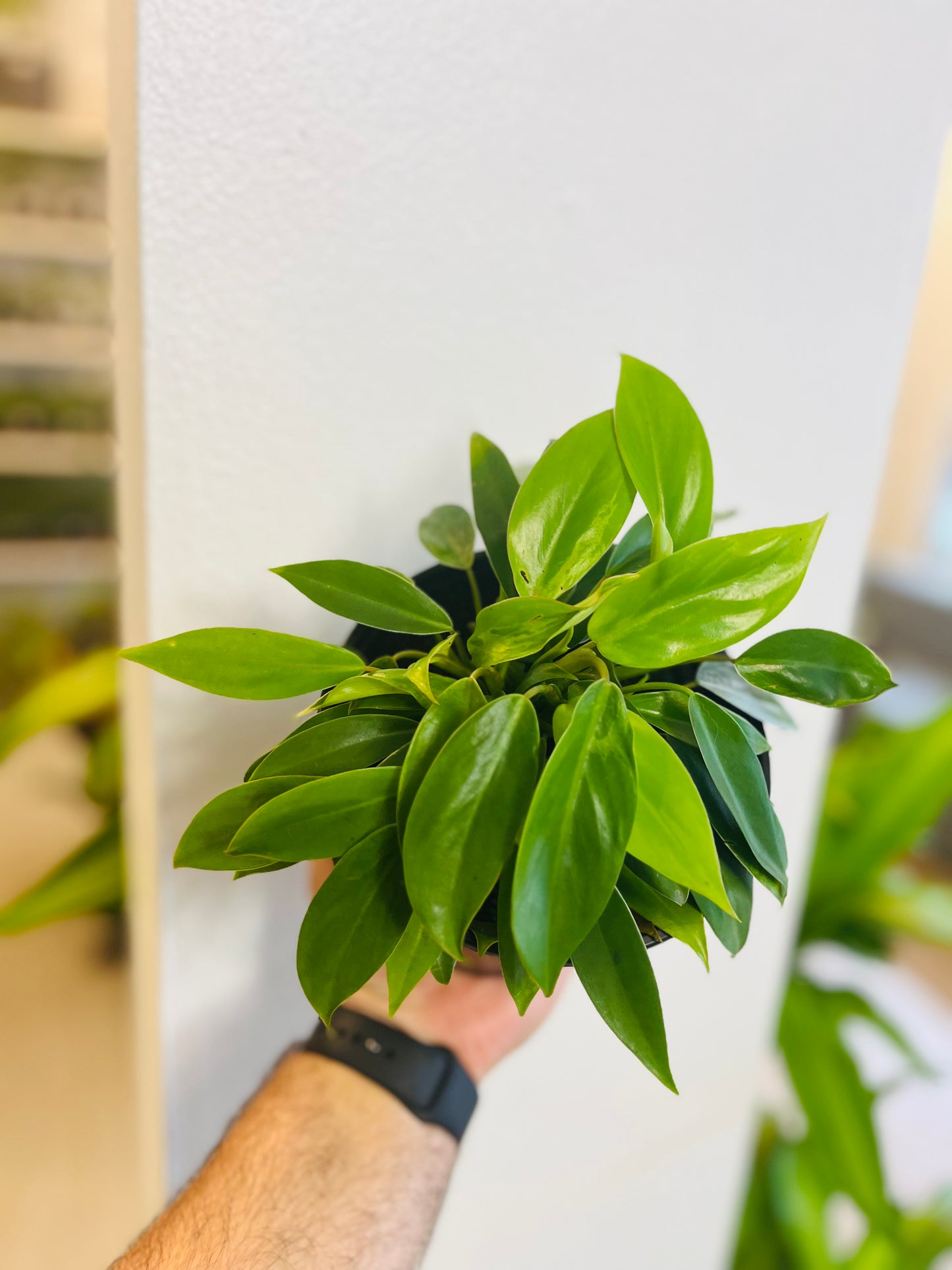Philodendron Temptation 6”