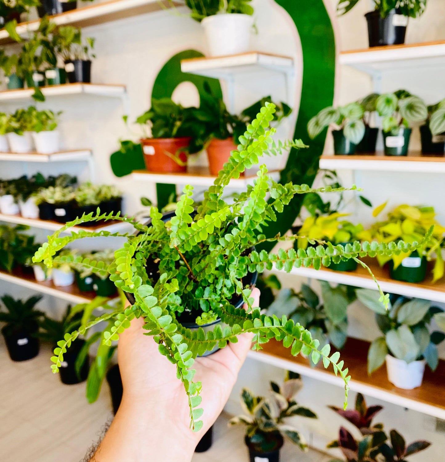 Duffi Cordifolia Fern