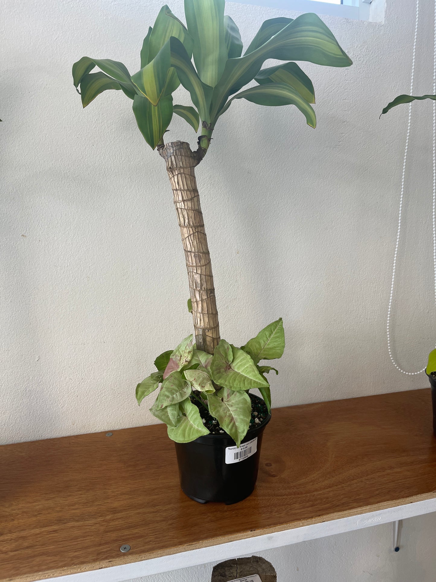 Tronco de Brasil con Syngonium Milk Confetti 6”