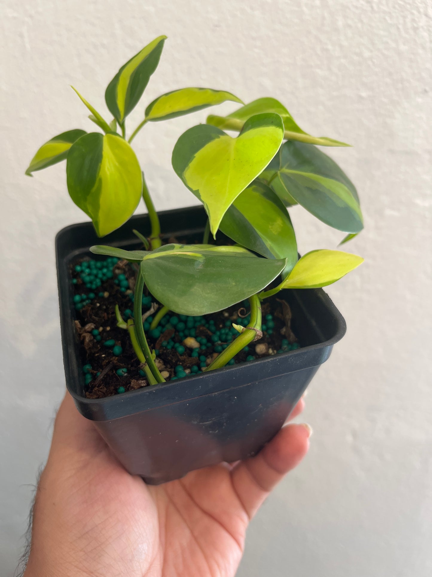 Philodendron Brasil 4”