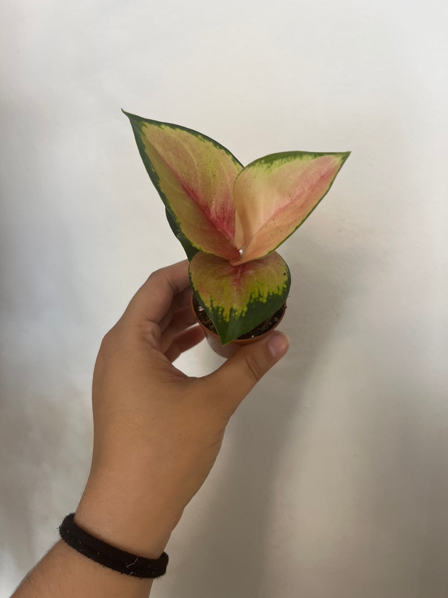 Aglaonema Pink Glow 1”