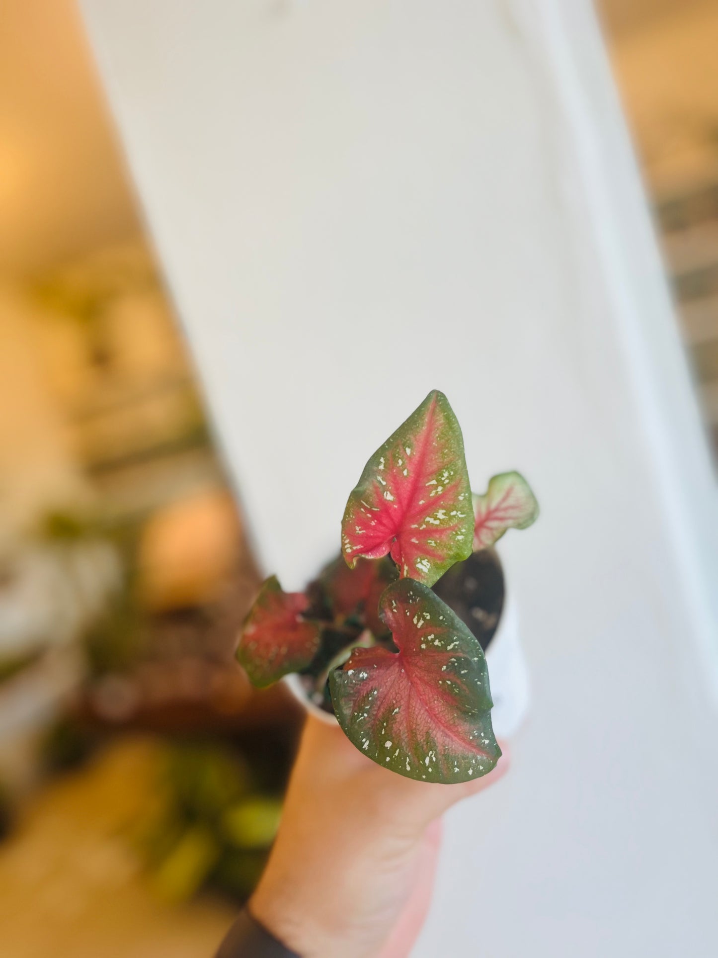 Caladium Summer Pink 4”