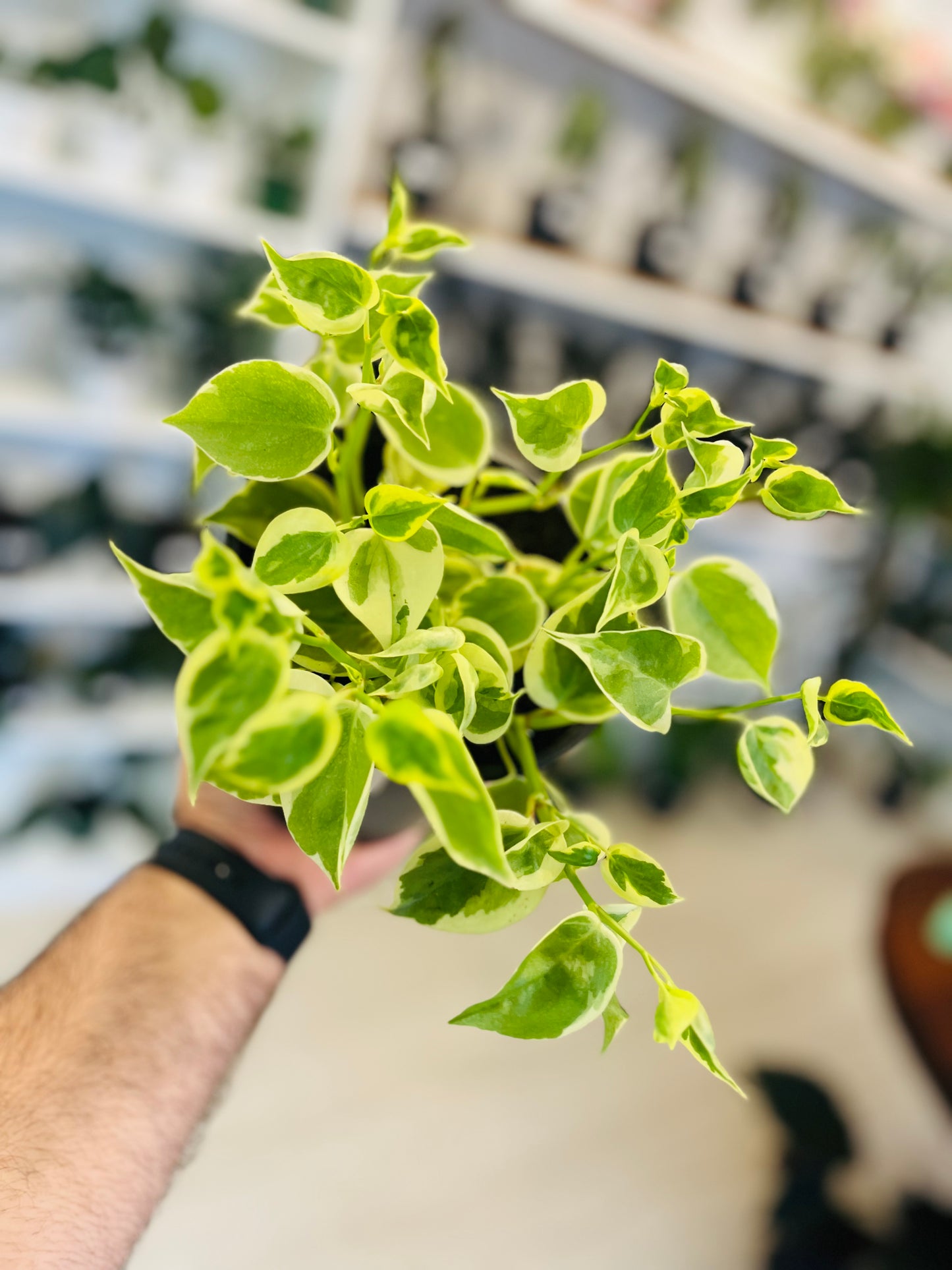 Peperomia Cupido 5”