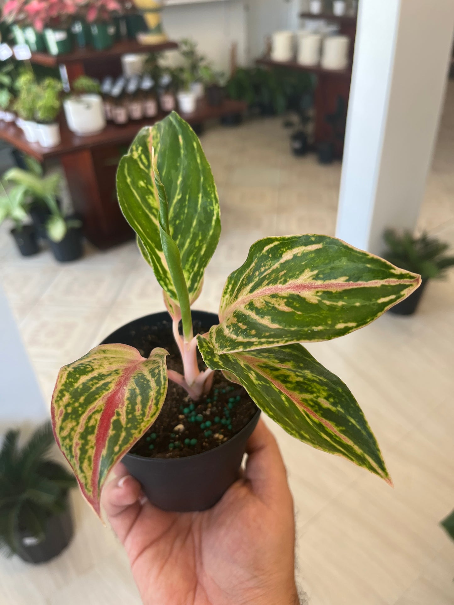 Aglaonema Pink Pie 4”