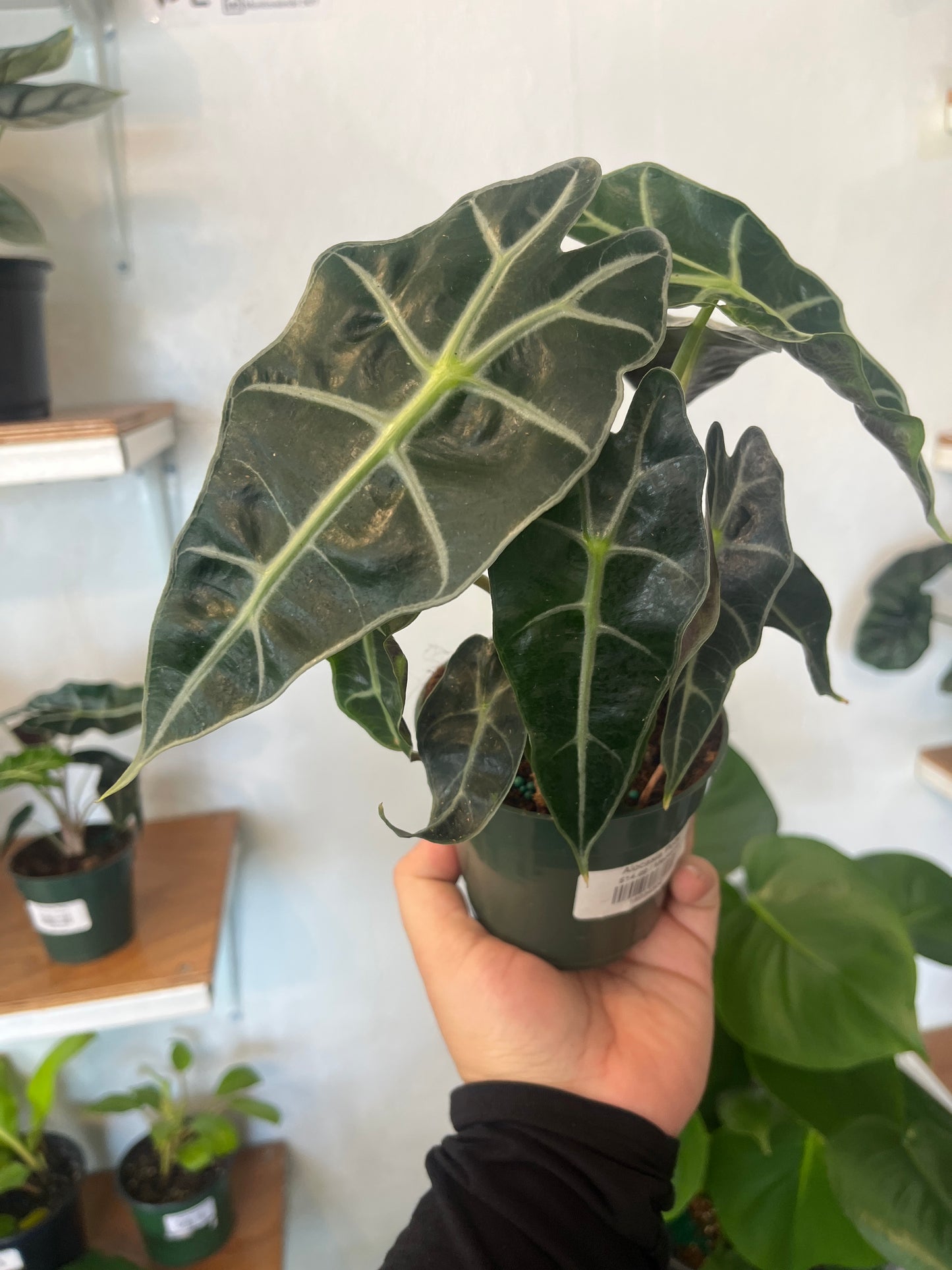Alocasia Polly 3”