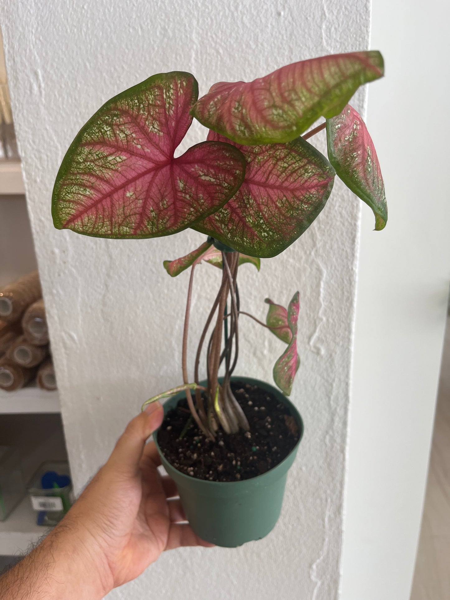 Caladium Summer Pink 5”