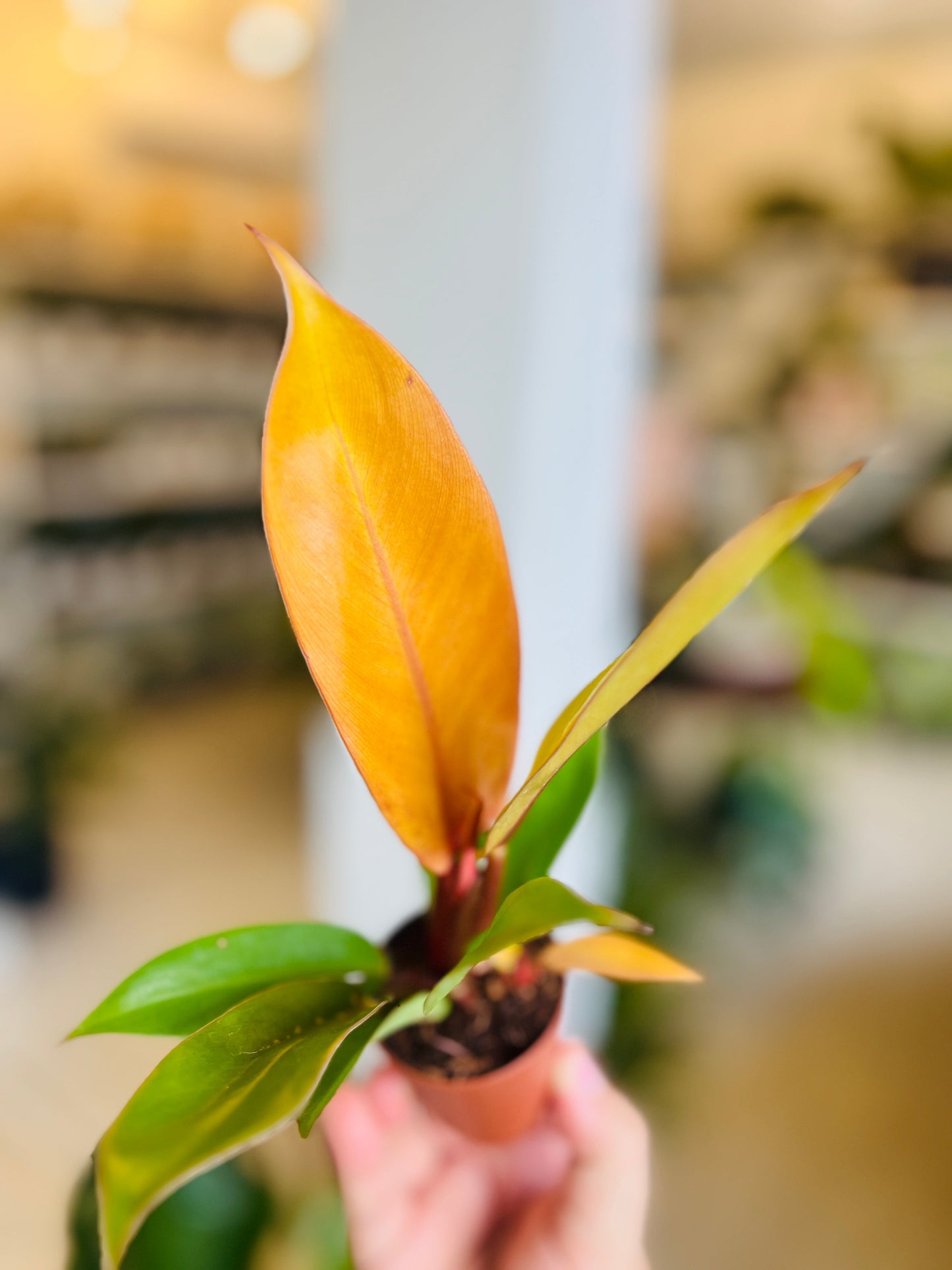 Philodendron Prince of Orange 4”