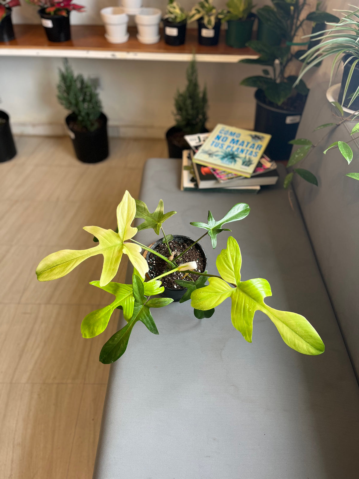 Philodendron Florida Ghost 6”