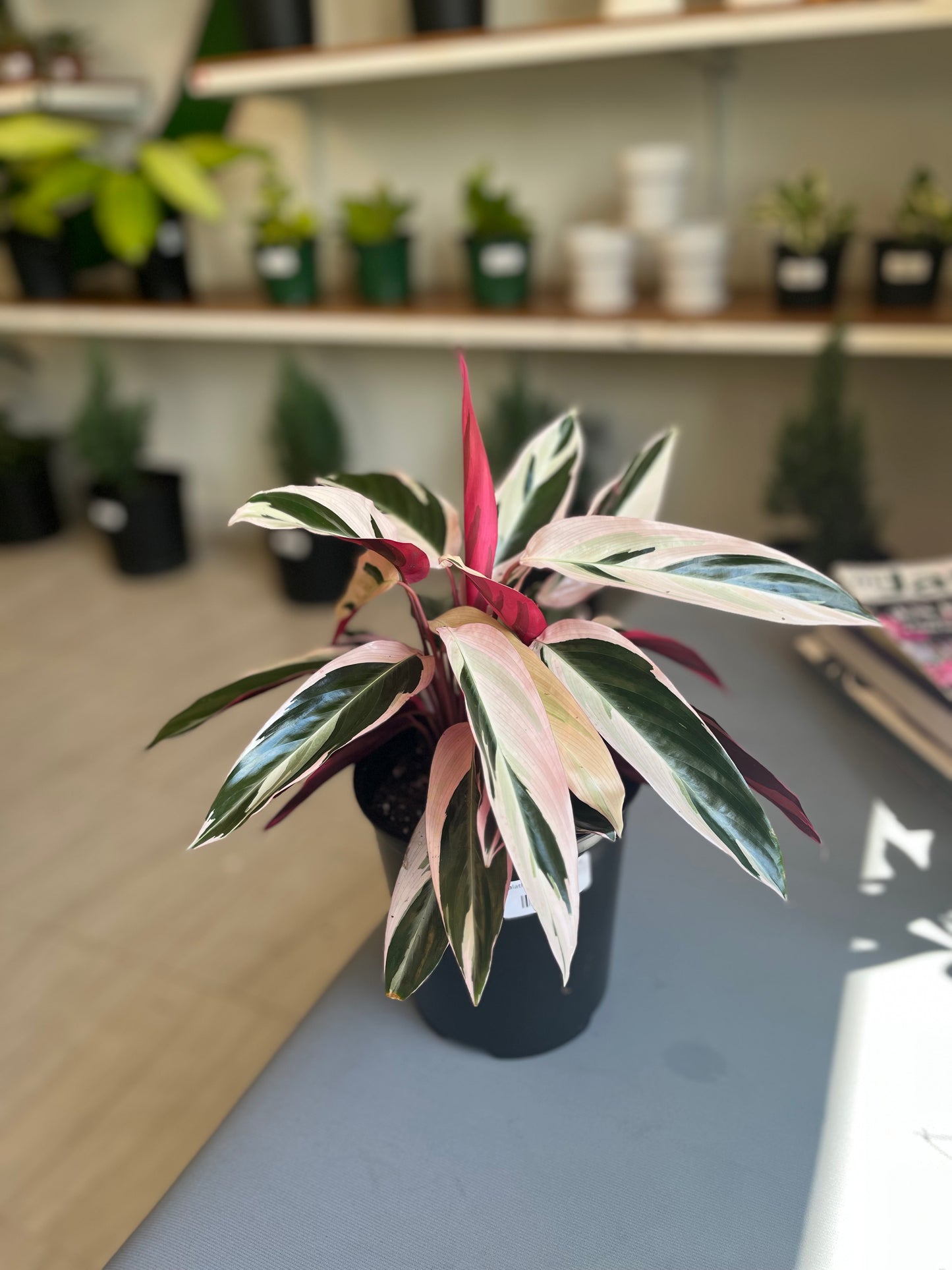 Calathea Stromanthe 1G
