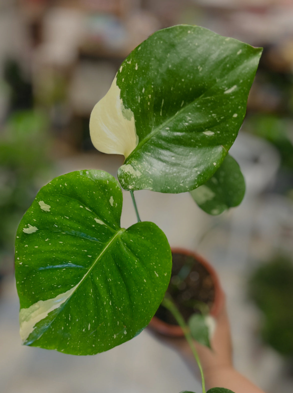 Monstera Thai Constellation 4”