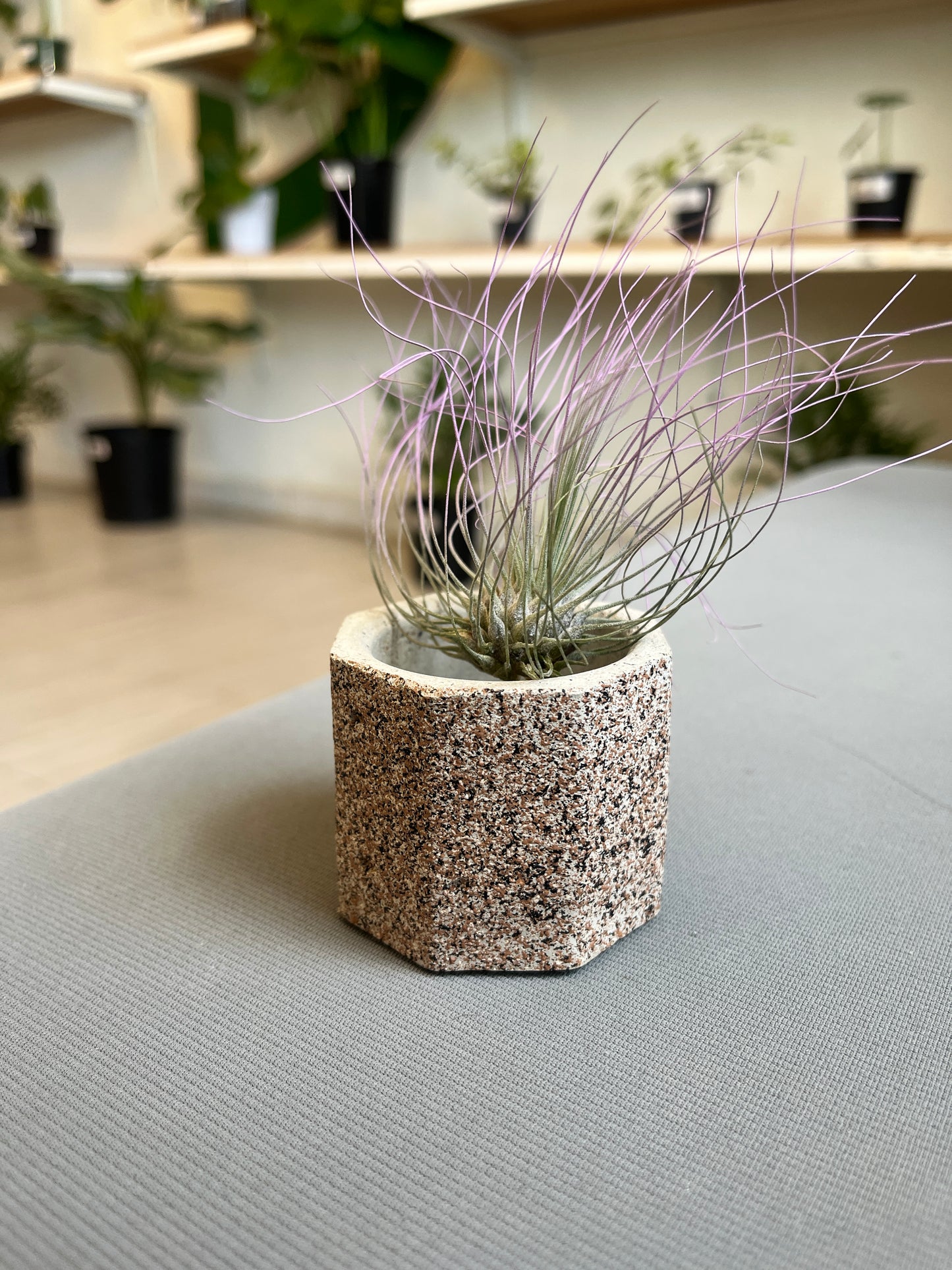 Octa Mini Pot- Casa Luz