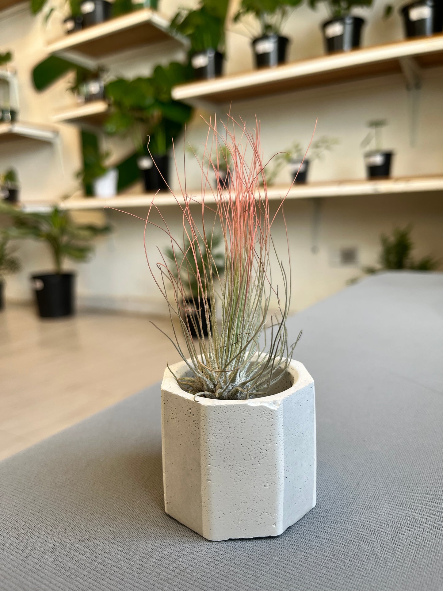 Octa Mini Pot- Casa Luz
