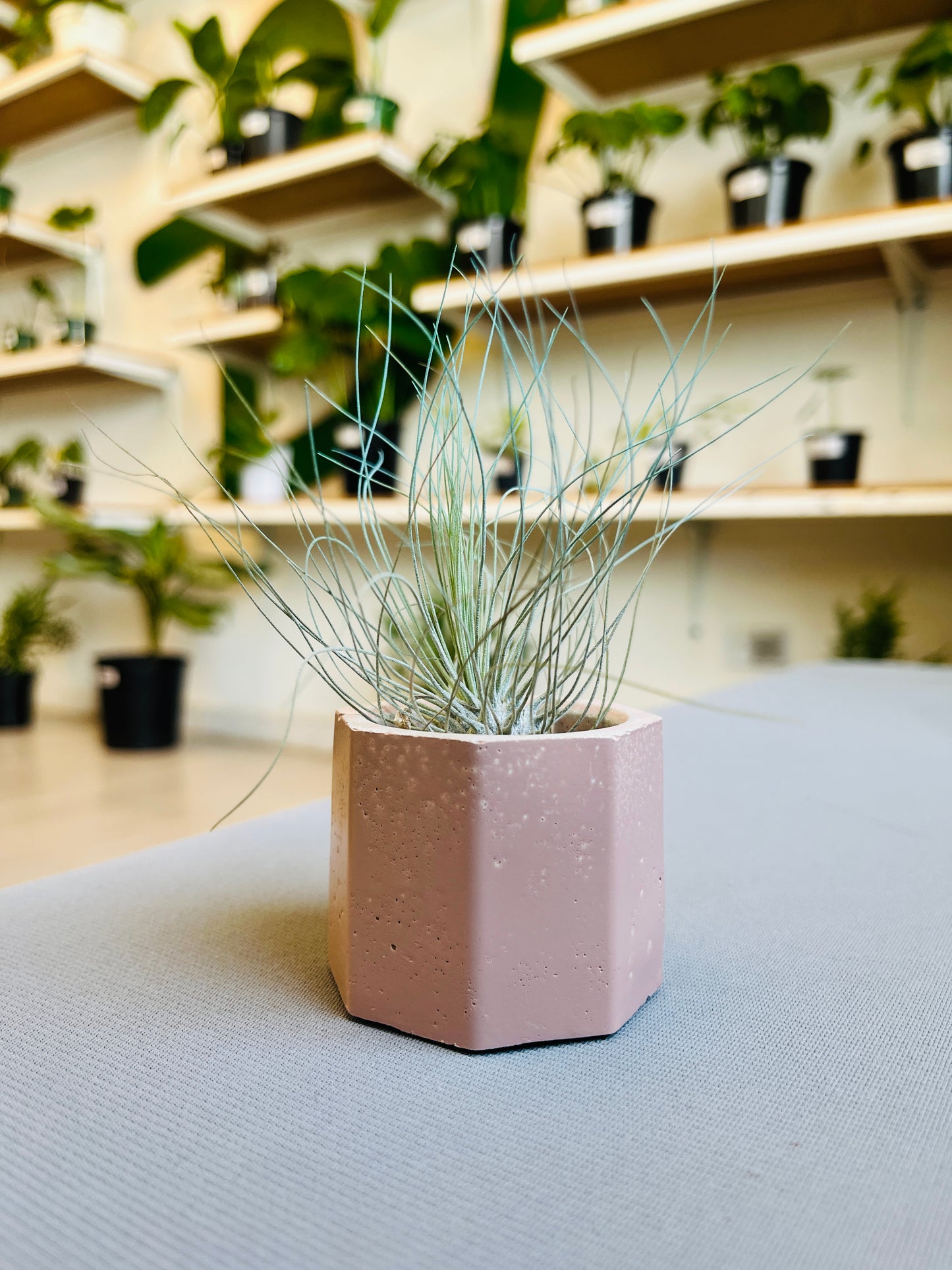 Octa Mini Pot- Casa Luz