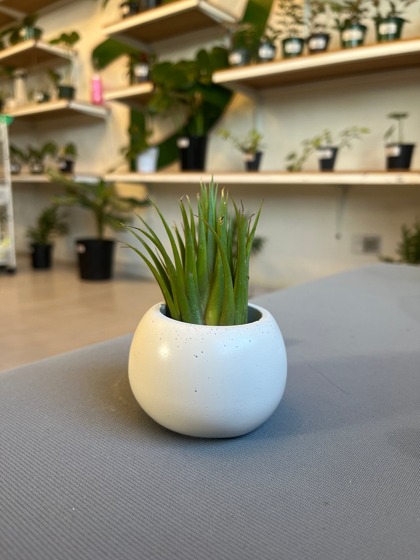 Isabela Mini Pot - Casa Luz