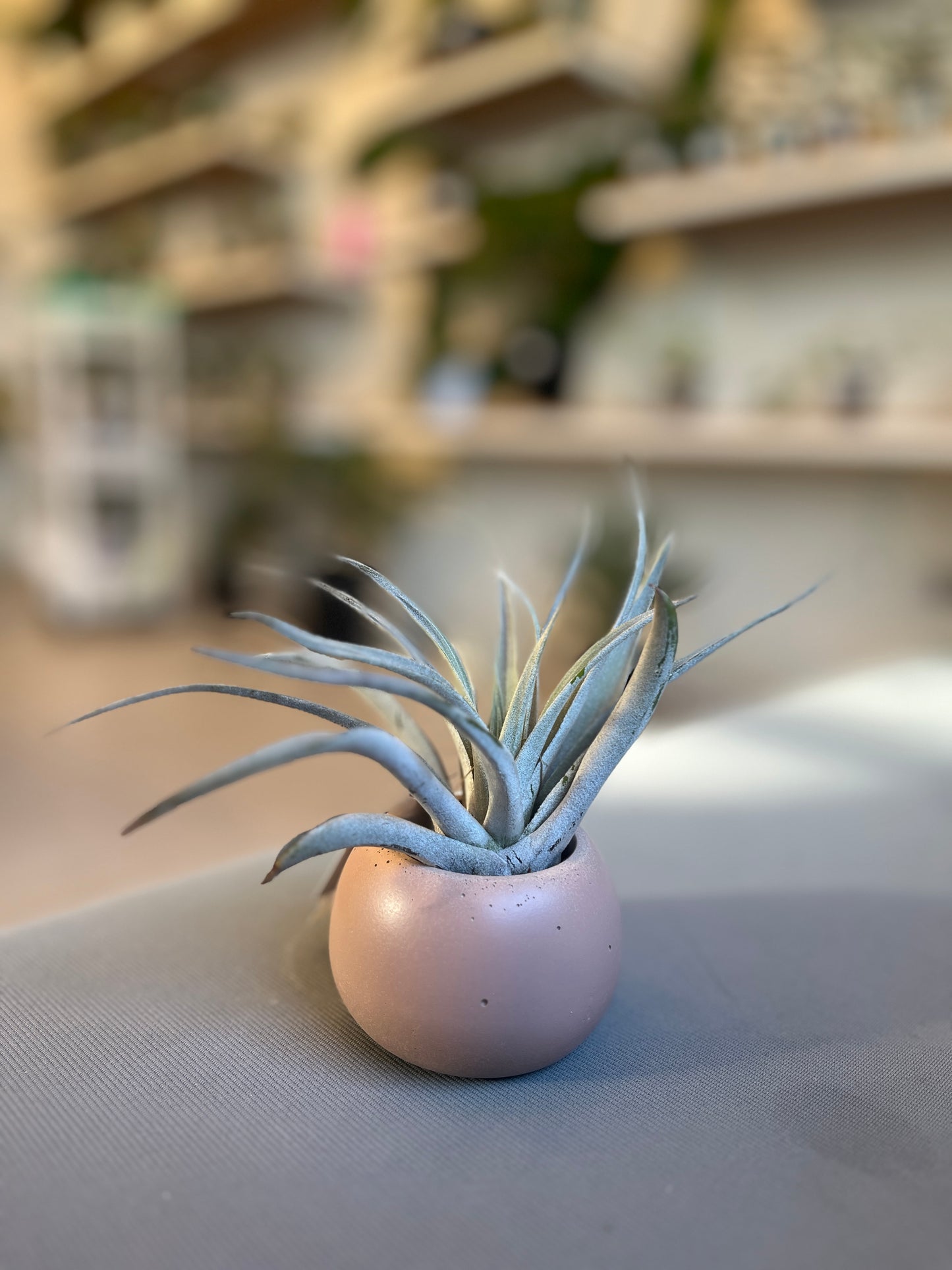 Isabela Mini Pot - Casa Luz