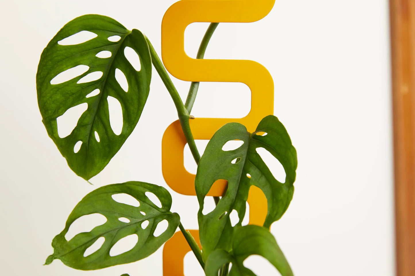 Houseplant Grow Pole