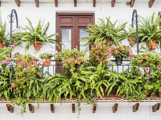 ¿Cuánto puede vivir una planta? Te sorprenderá saber que algunas duran décadas