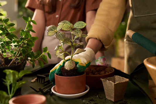 Cuidar plantas transforma tu vida: los beneficios emocionales, mentales y físicos que pocos te cuentan