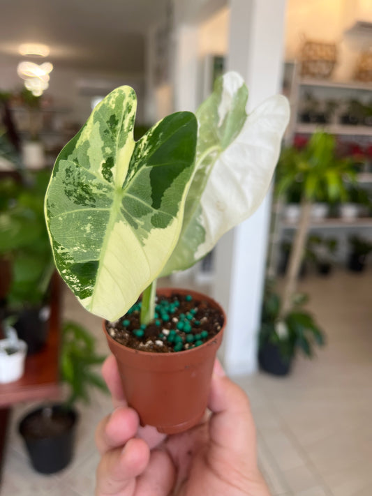 Alocasia Frydek Variegada 2”