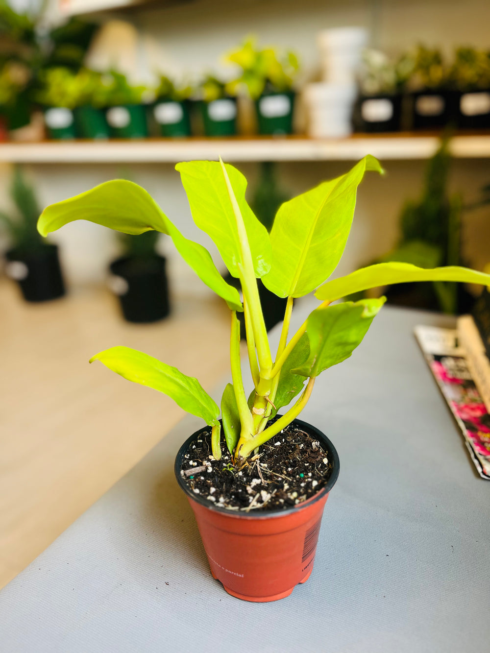 Philodendron Lemon Lime 4”