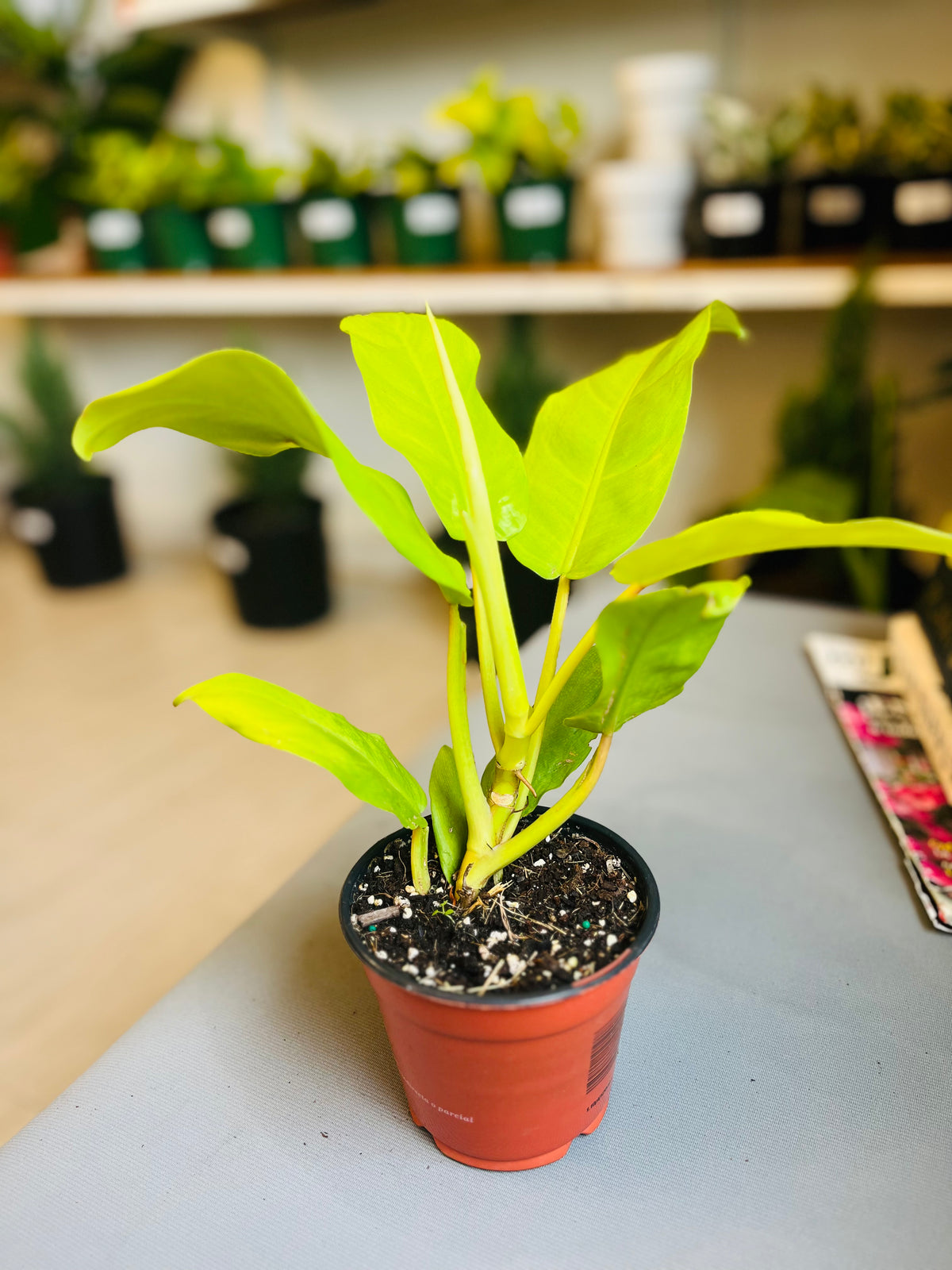 Philodendron Lemon Lime 4”