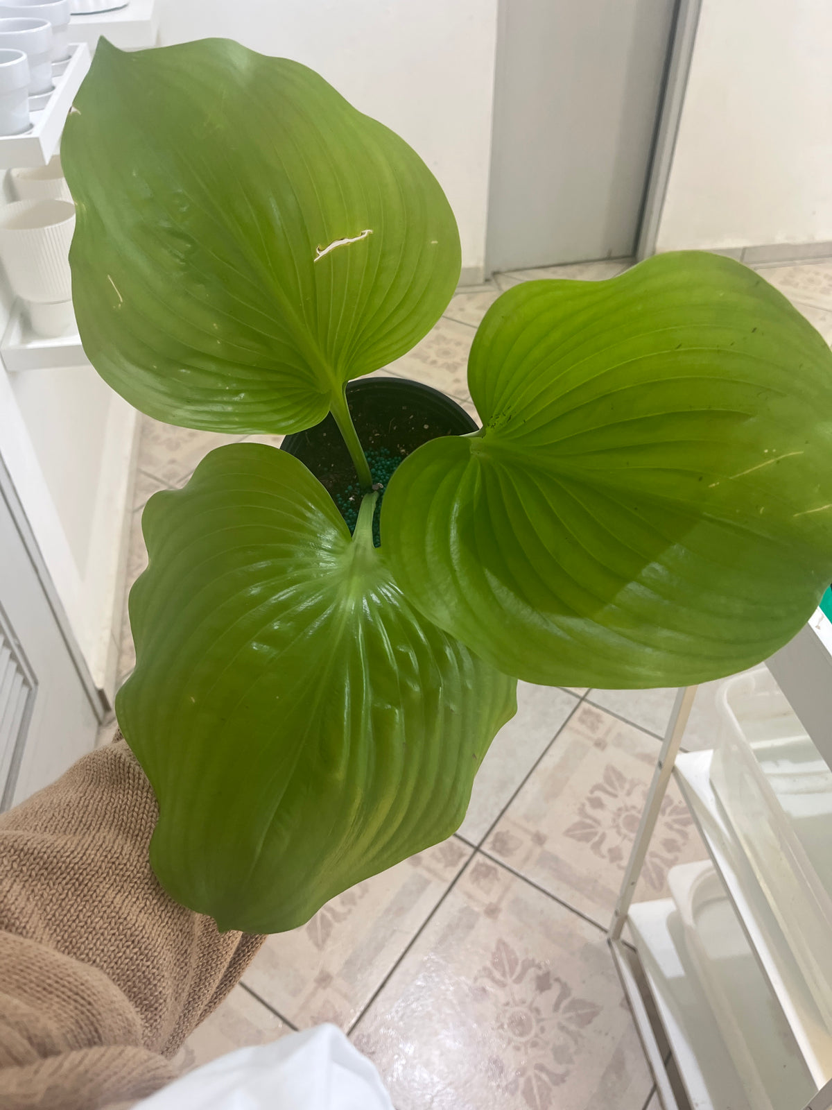Cadwell Lily 1G