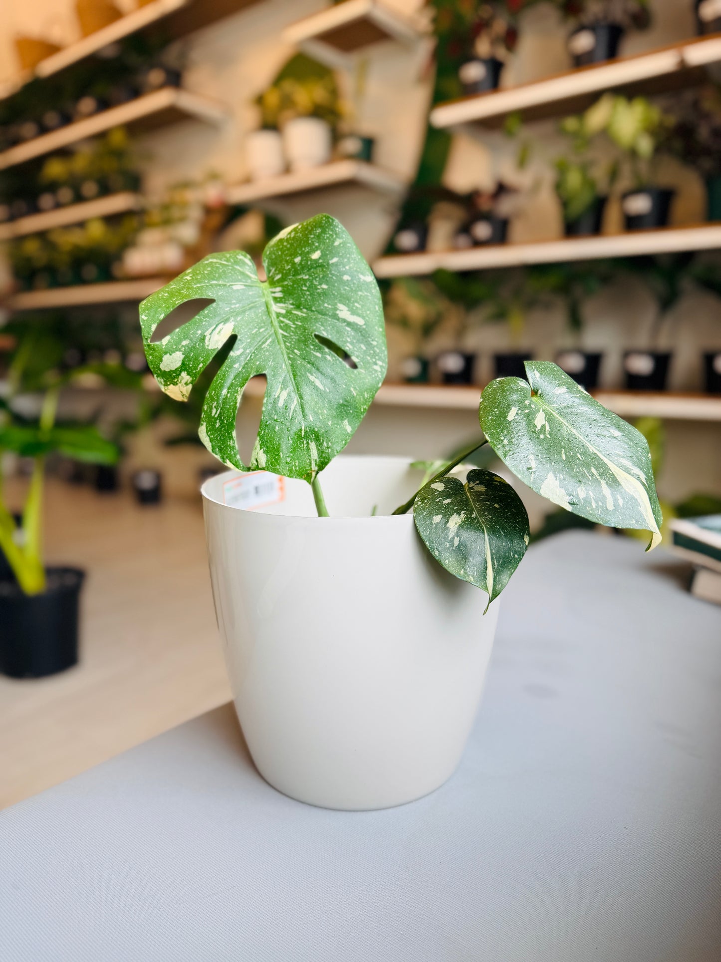 Gloss Planter - Off White 10”