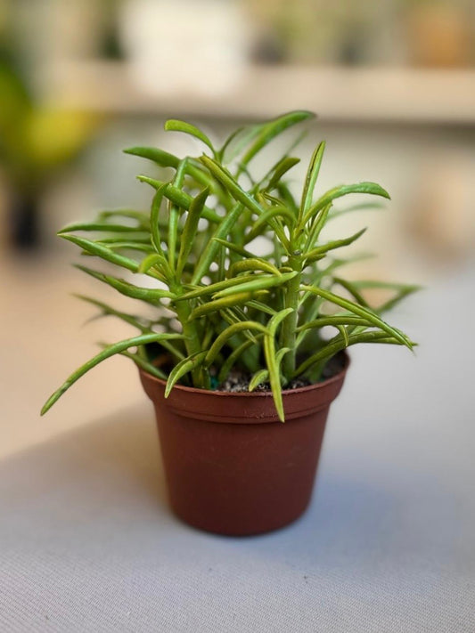 Peperomia Ferreyrae “Happy Bean”