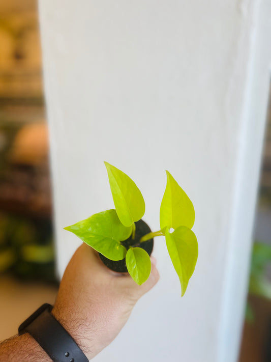 Philodendron Neón 2”