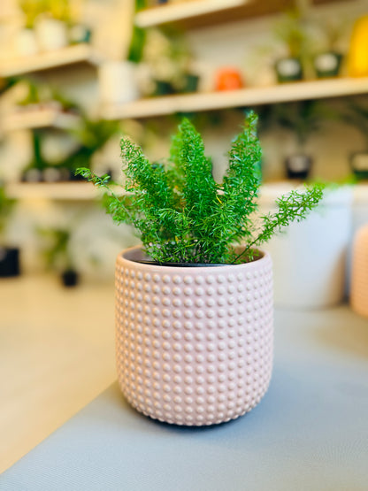 Dots Light Pink 6”