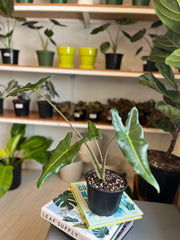 Alocasia Sarian 5”