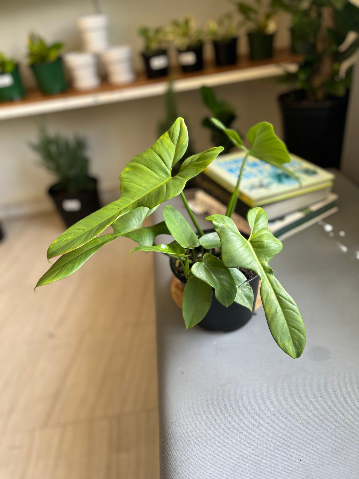 Philodendron Bipennifolium 6”