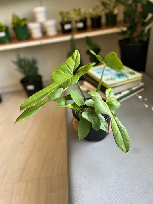 Philodendron Bipennifolium 6”