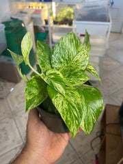 Potho Marble Queen 5”