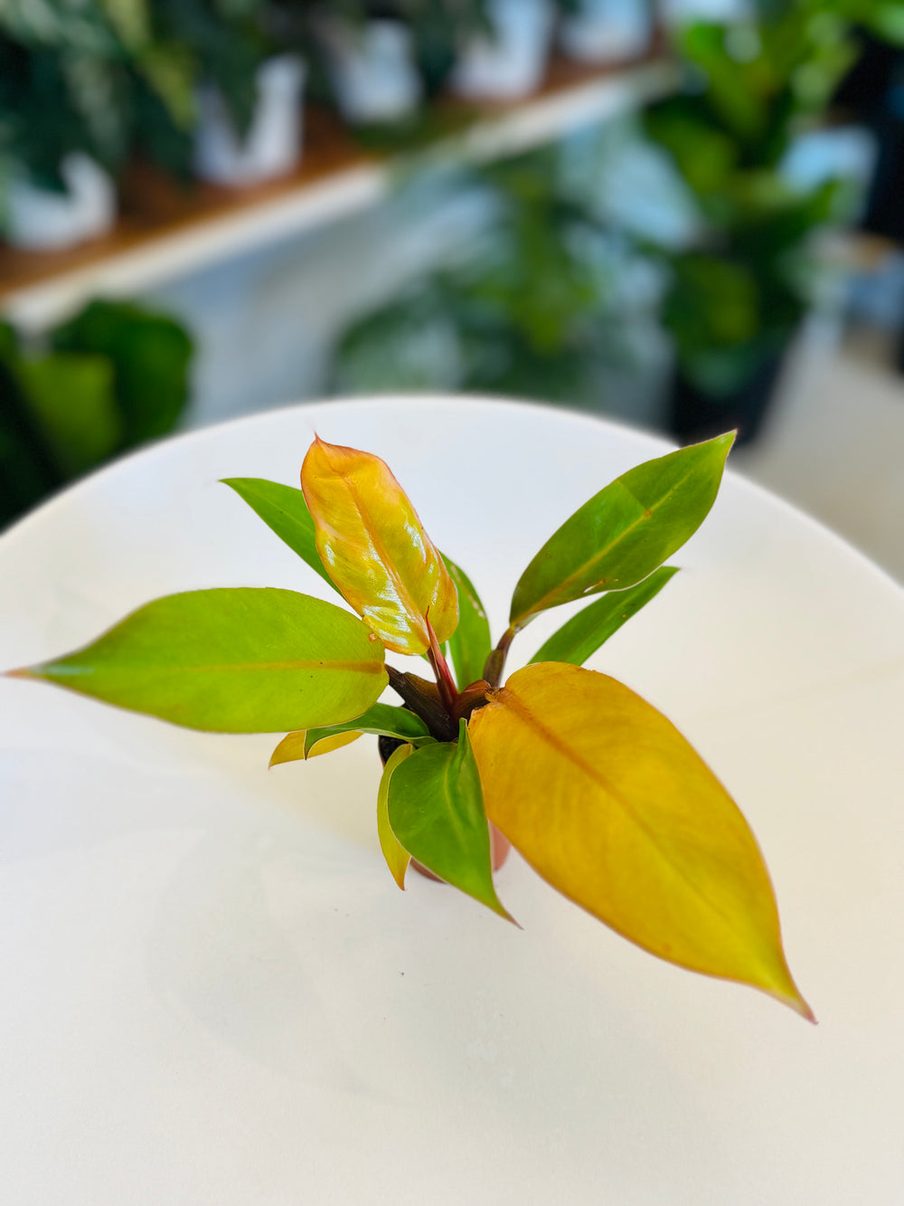 Philodendron Prince of Orange 4”
