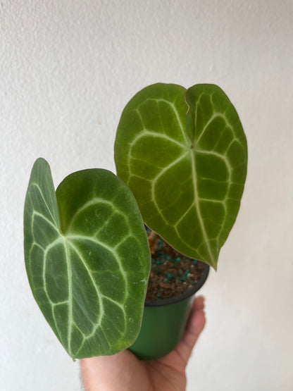 Anthurium Crystallinum 4”